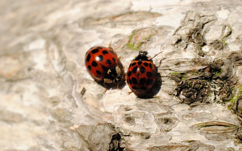 Two Ladybugs on Bark — Red