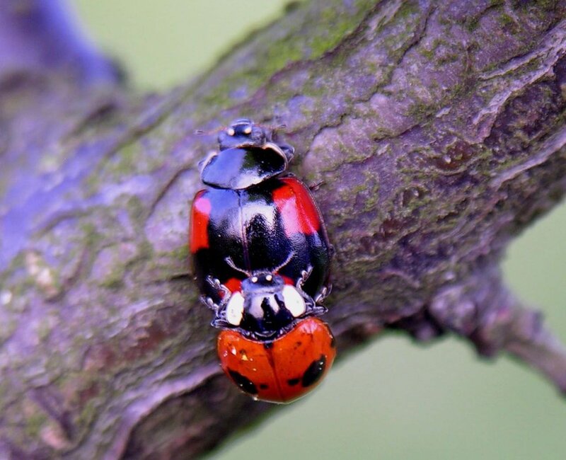 Two Ladybugs on Branch