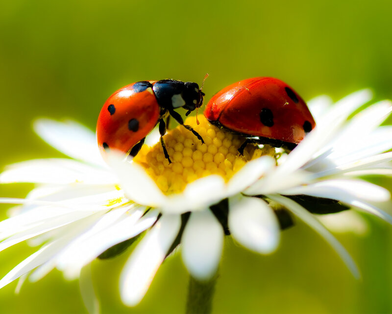 Two Ladybugs on Daisy — Red, Calm