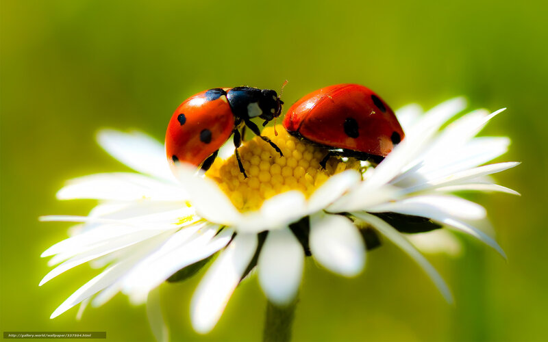 Two Ladybugs on Daisy — Red, Serene