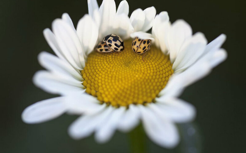 Two Ladybugs on Daisy — White