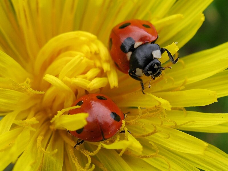 Two Ladybugs on Dandelion