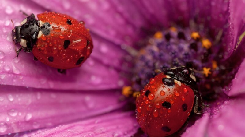 Two Ladybugs on Flower — Purple, Calm, Photograph