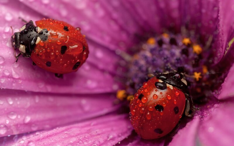 Two Ladybugs on Flower — Purple