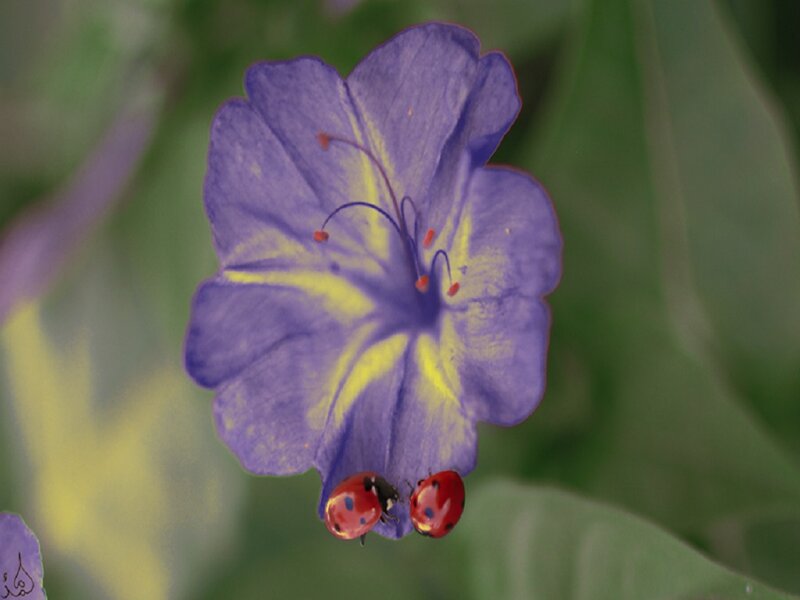 Two Ladybugs on Flower