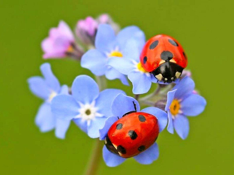 Two Ladybugs on Flowers — Blue, Calm