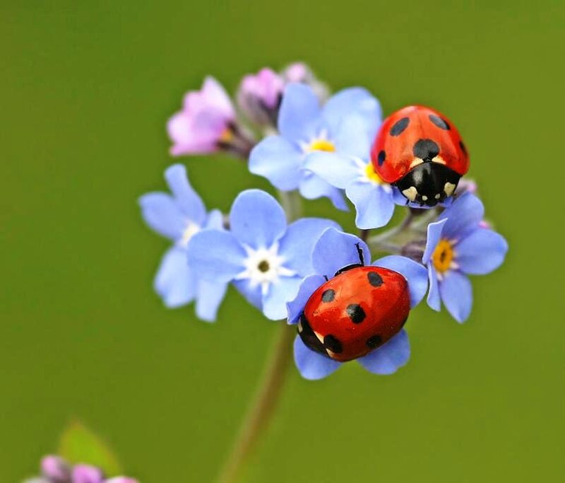 Two Ladybugs on Flowers — Blue