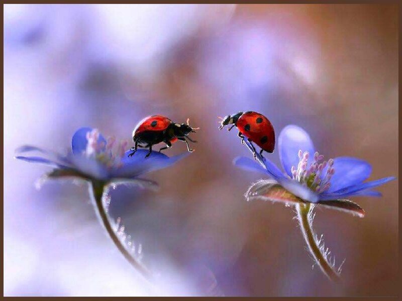 Two Ladybugs on Flowers — Red