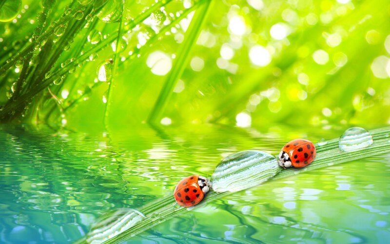 Two Ladybugs on Grass — Green