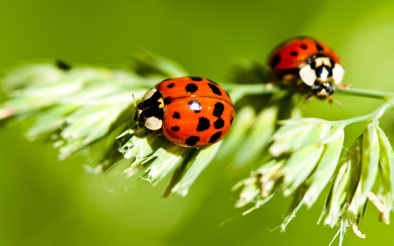 Two Ladybugs on Grass — Red