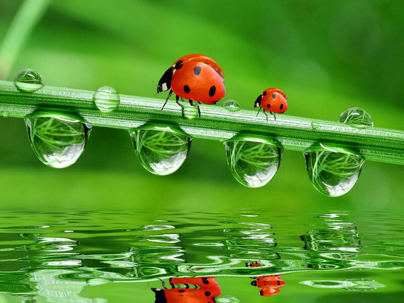 Two Ladybugs on Grass