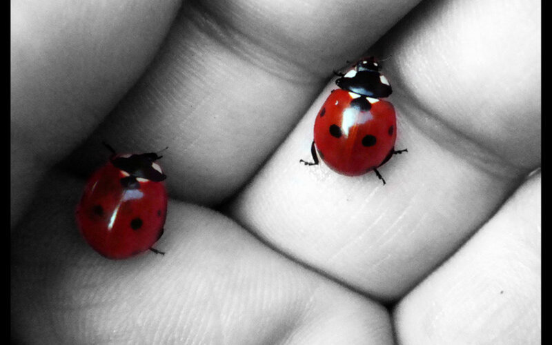 Two Ladybugs on Hand