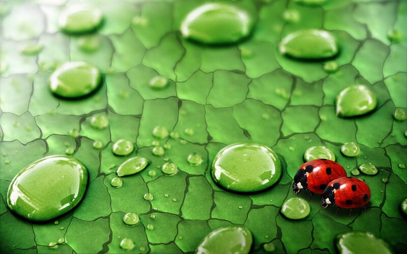 Two Ladybugs on Leaf — Green, Serene, Digital Art