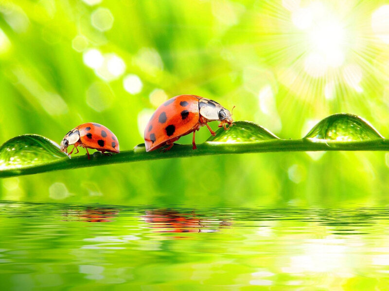 Two Ladybugs on Leaf — Green, Serene, Morning, Photograph