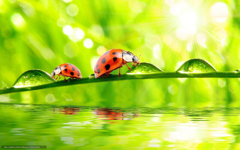 Two Ladybugs on Leaf — Green, Serene, Morning, Photograph, Water Droplets, Reflection