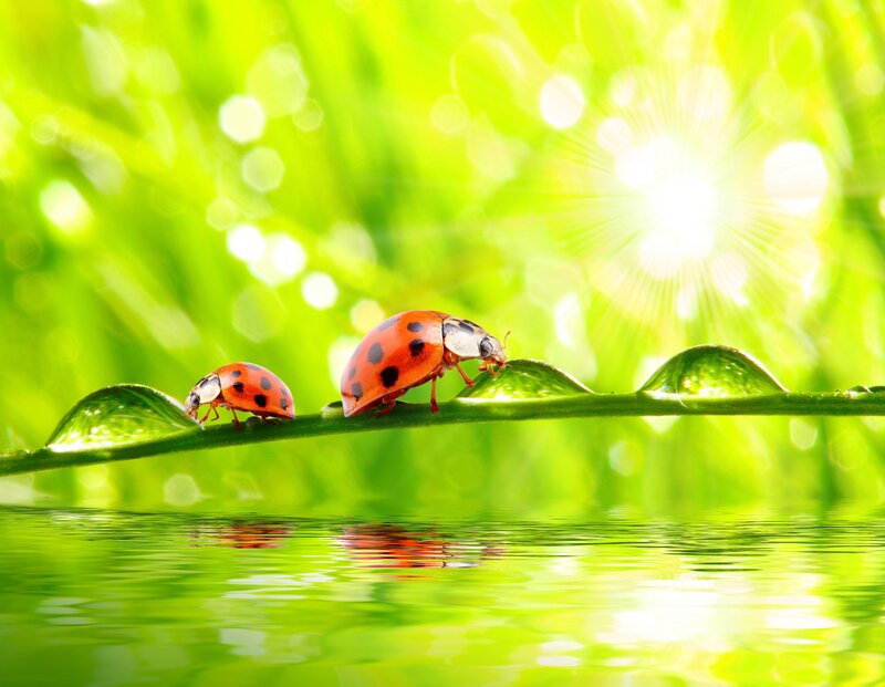 Two Ladybugs on Leaf — Green, Serene, Morning, Photograph, Water Droplets, Sunlight