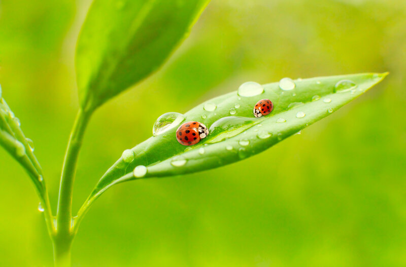 Two Ladybugs on Leaf — Green, Serene, Morning, Photograph, Water Droplets