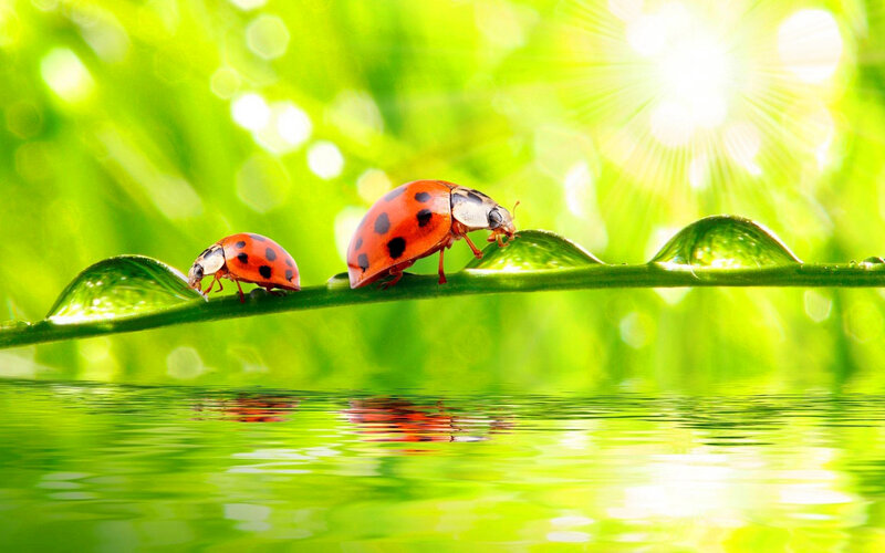 Two Ladybugs on Leaf — Green, Serene, Morning