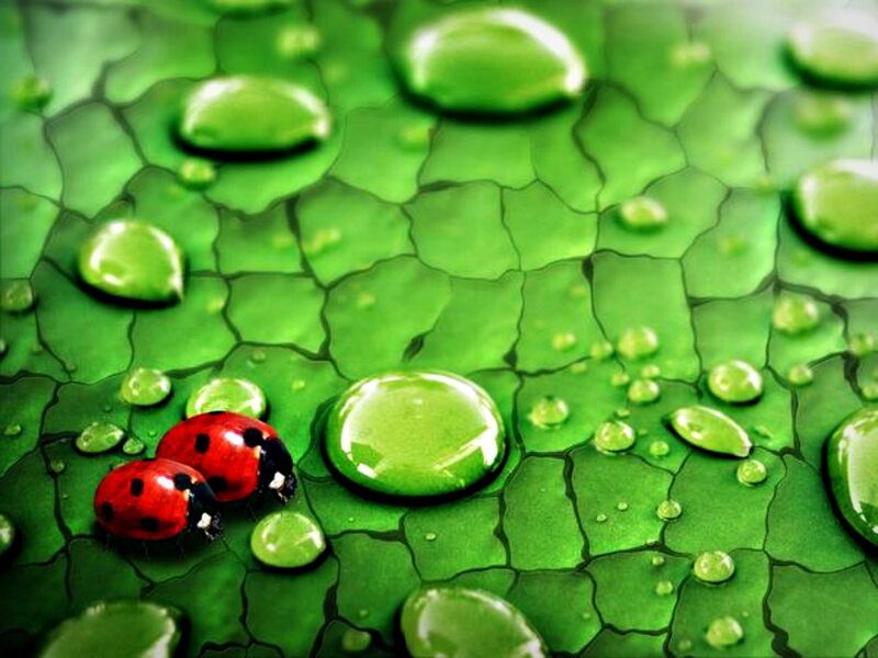 Two Ladybugs on Leaf — Green, Serene, Photograph