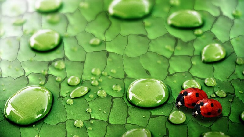 Two Ladybugs on Leaf — Green, Serene