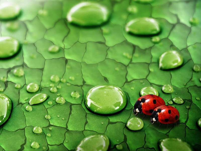 Two Ladybugs on Leaf — Green