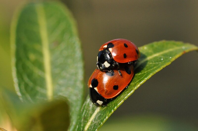 Two Ladybugs on Leaf — Red, Calm, Afternoon