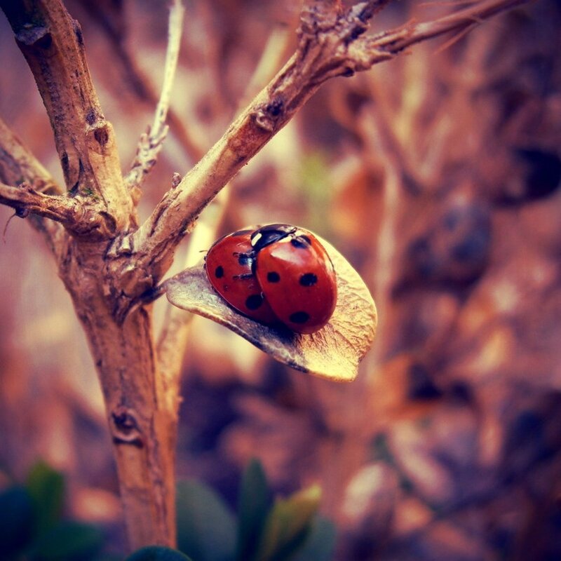 Two Ladybugs on Leaf — Red, Calm, Autumn