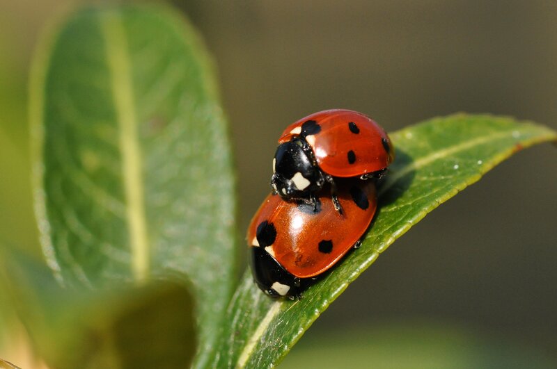 Two Ladybugs on Leaf — Red, Calm