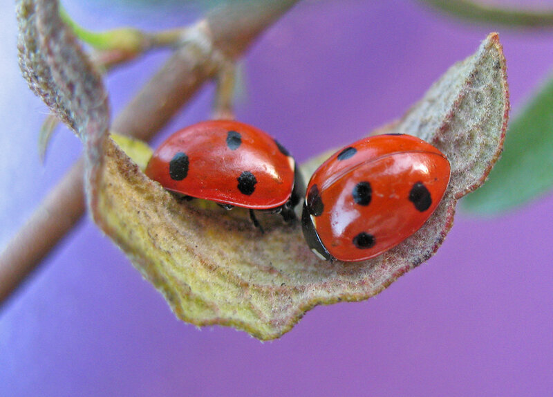Two Ladybugs on Leaf — Red