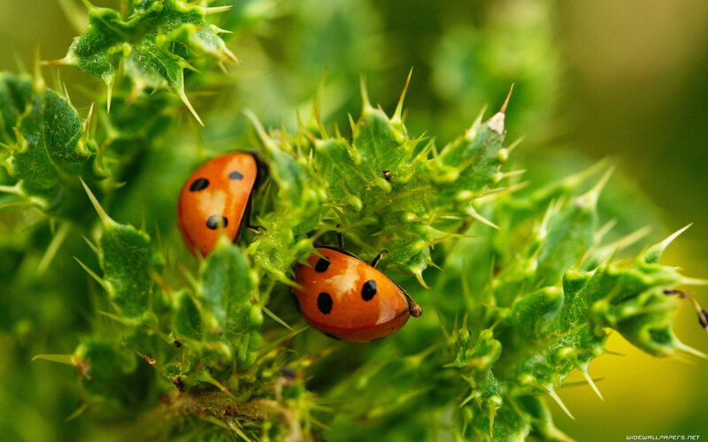Two Ladybugs on Thistle