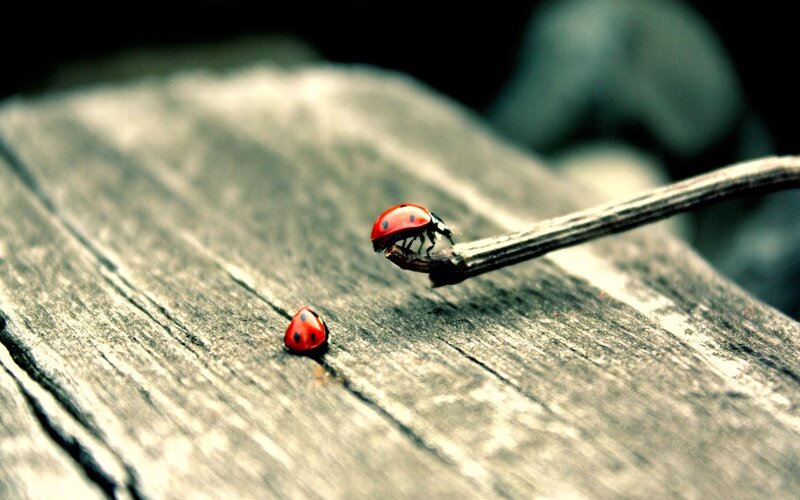 Two ladybugs on wood