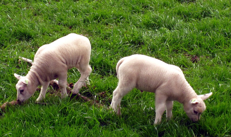 Two Lambs Grazing — Green