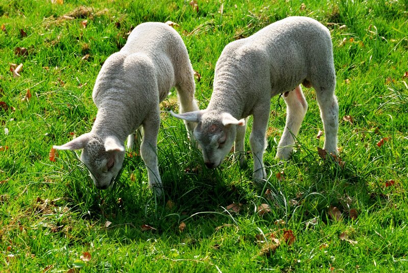 Two lambs grazing in a field