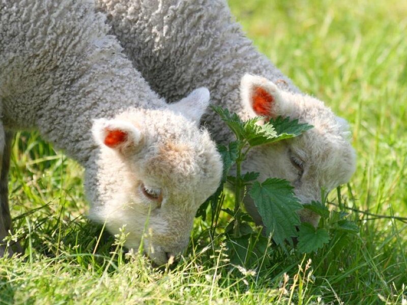 Two Lambs Grazing