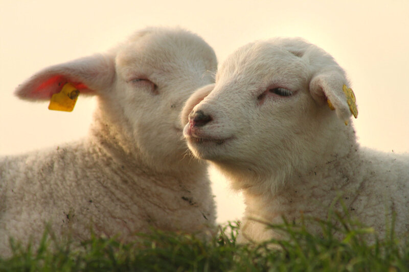 Two lambs in a field