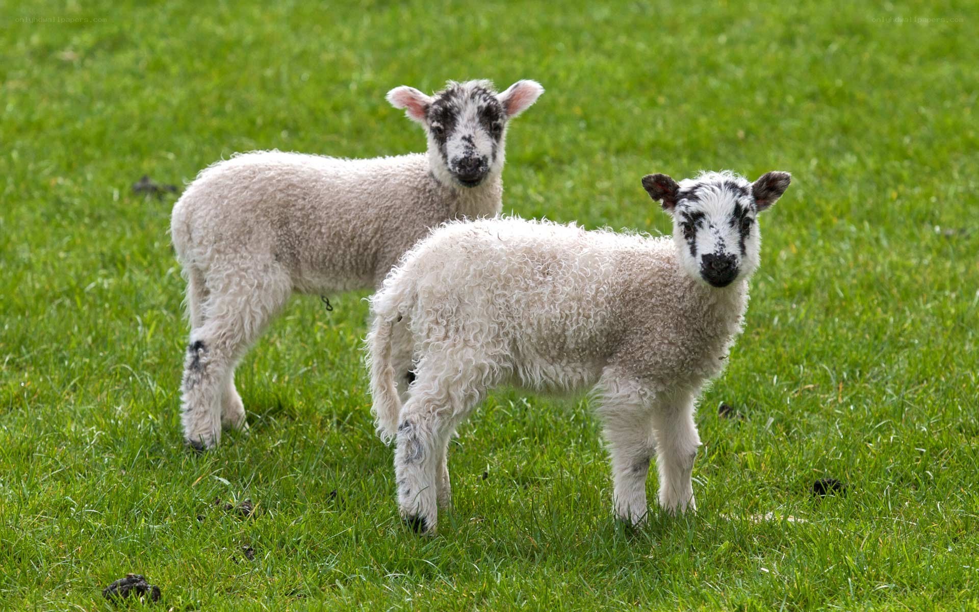 Two lambs in a grassy field