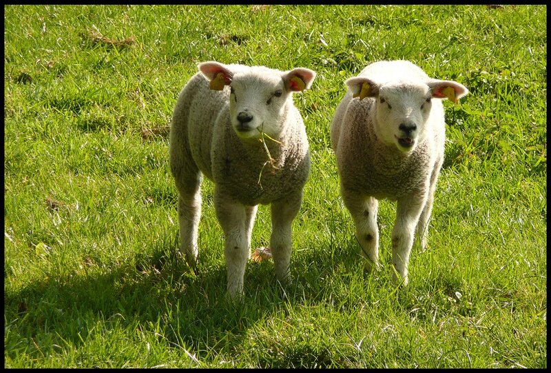 Two lambs in a grassy field
