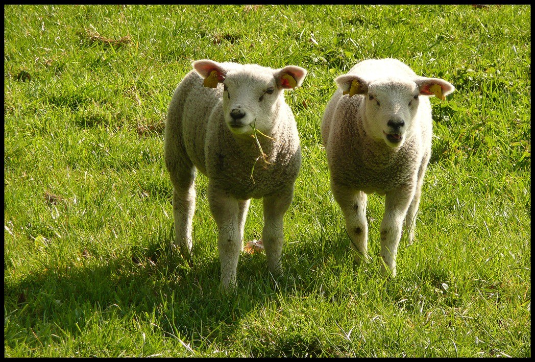 Two lambs in a grassy field
