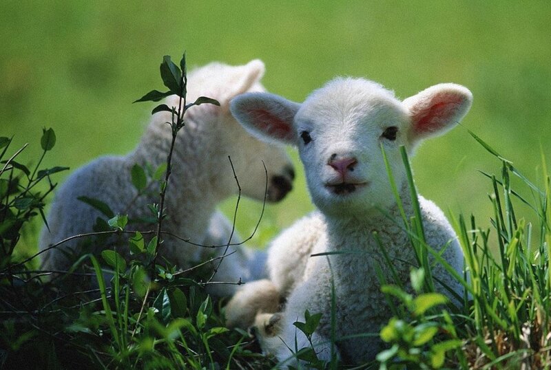 Two lambs in a grassy field