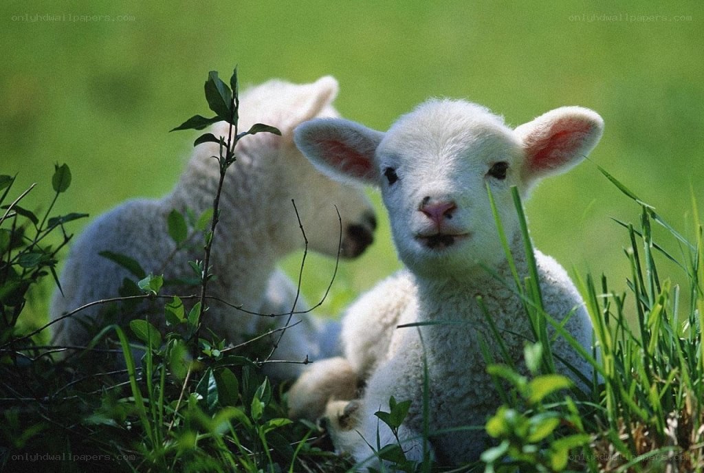 Two lambs in a grassy field