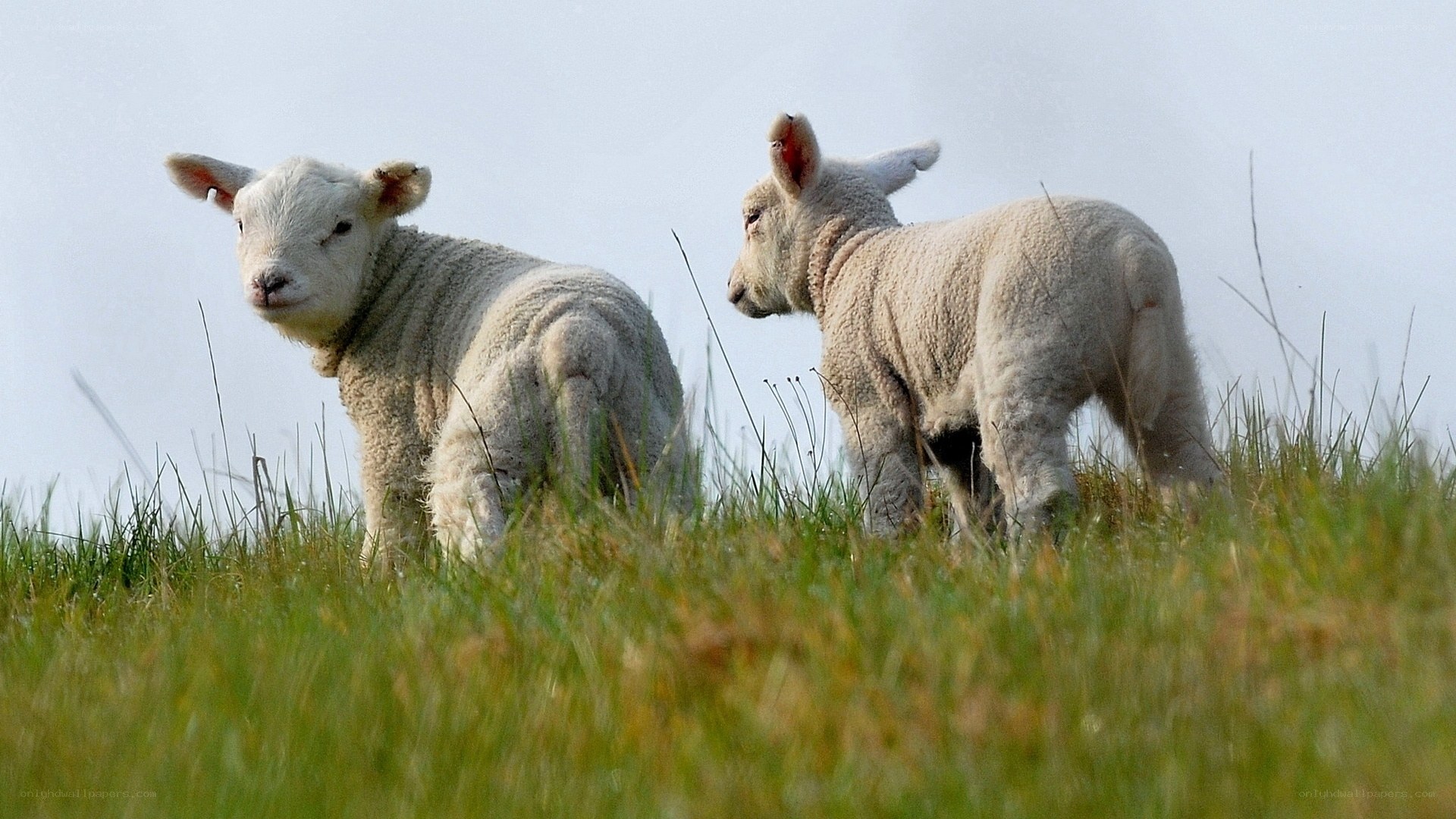 Two lambs in a grassy field