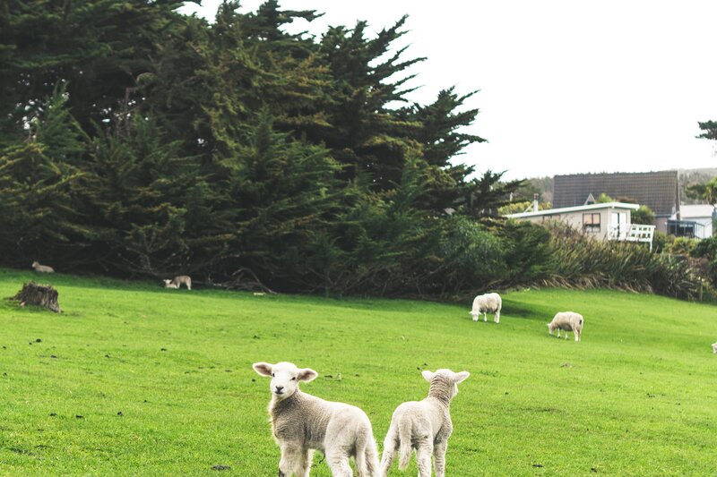 Two Lambs in Field — Green, Calm, Afternoon