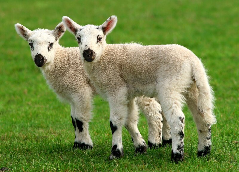 Two Lambs in Field — Green, Calm