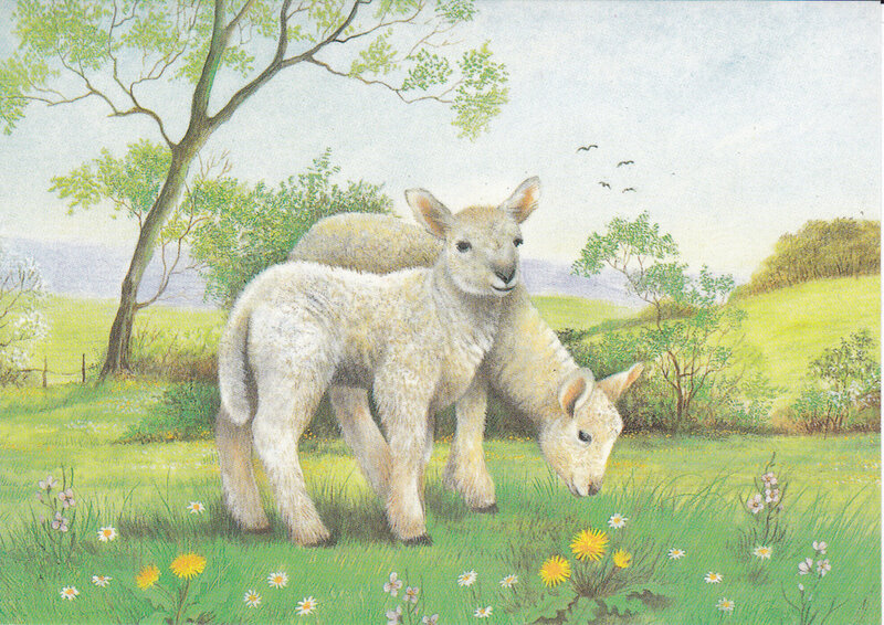 Two Lambs in Field — Green, Serene