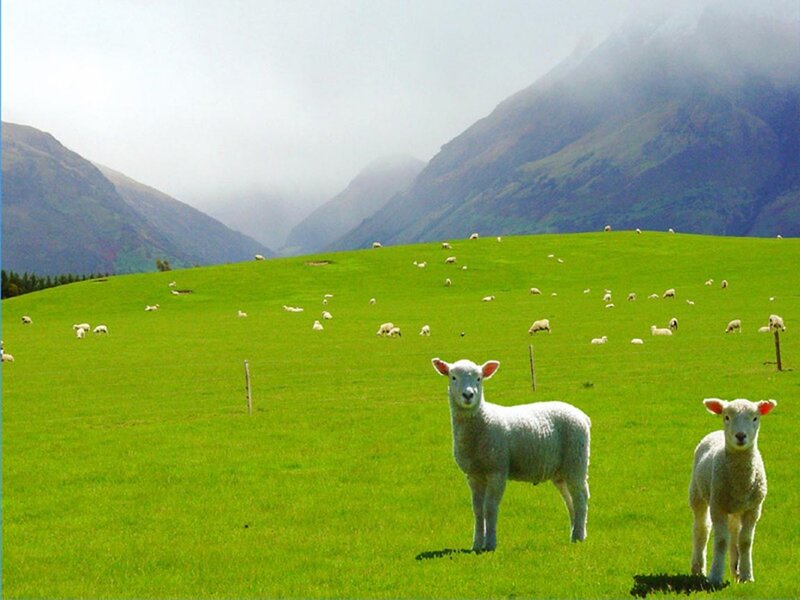 Two Lambs in Field — Green