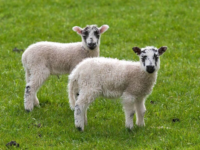Two Lambs in Field