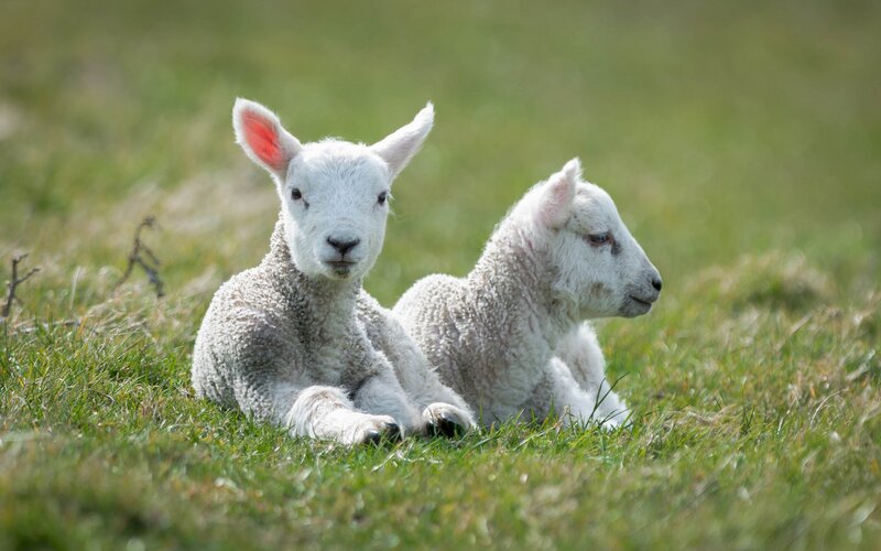 Two Lambs in Grass — Green, Calm, Afternoon
