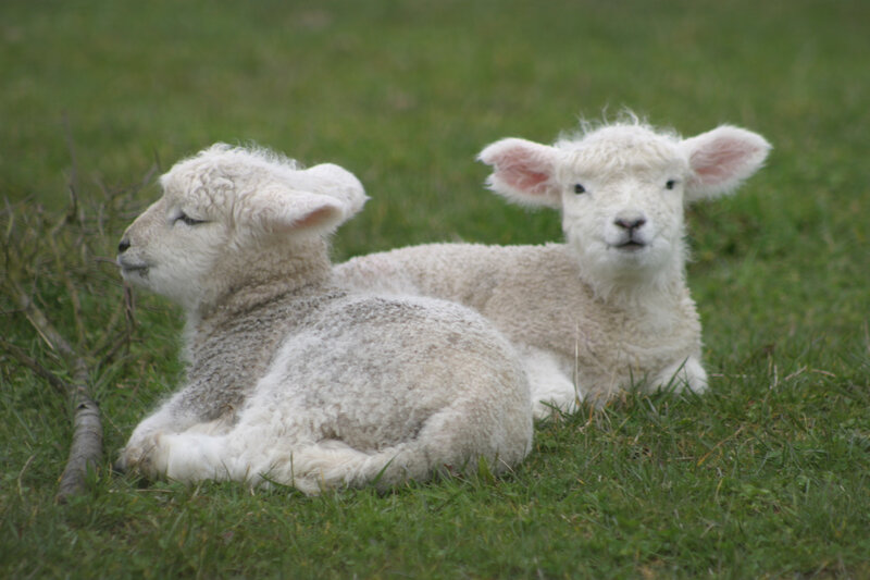 Two Lambs in Grass — Green, Calm