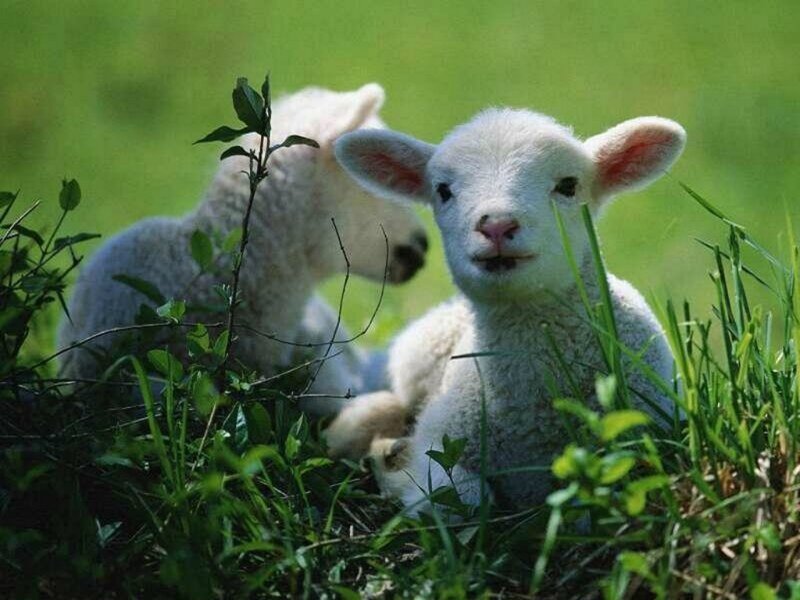 Two Lambs in Grass — Green, Peaceful, Afternoon