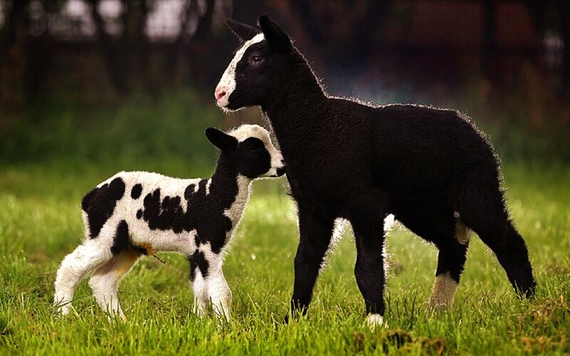 Two Lambs in Grass — Green, Peaceful